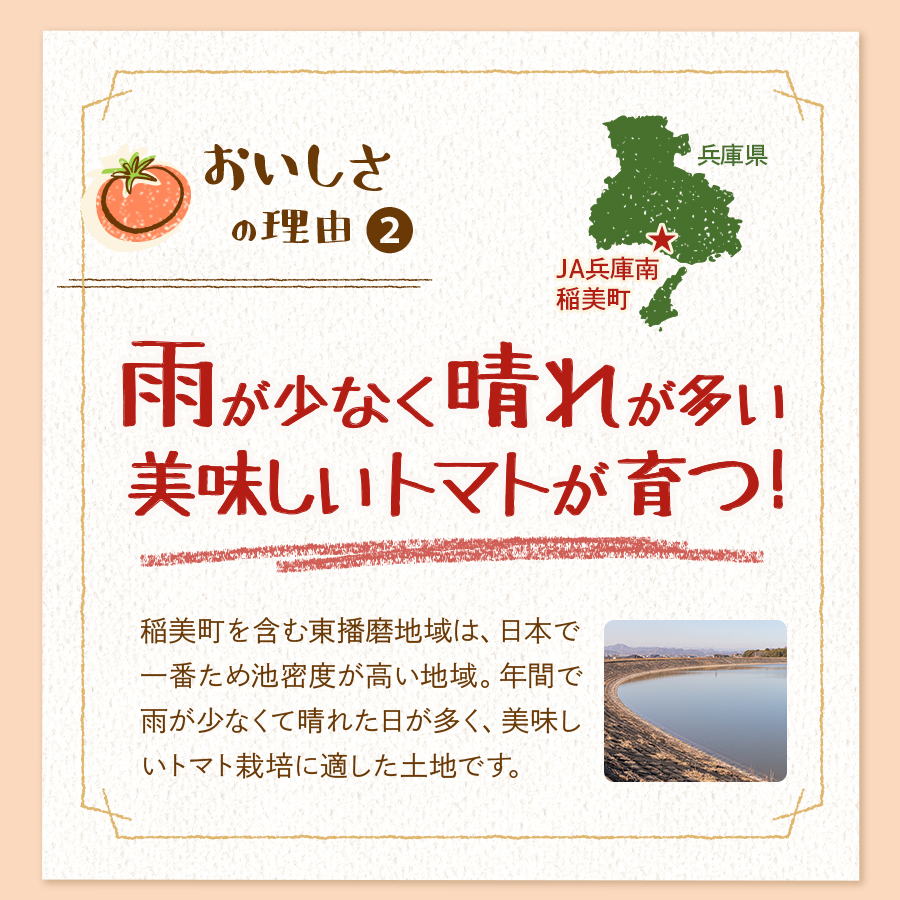 おいしさの理由2　雨が少なく晴れが多い美味しいトマトが育つ！稲美町を含む東播磨地域は、日本で一番ため池密度が高い地域。年間で雨が少なくて晴れた日が多く、美味しいトマト栽培に適した土地です。
